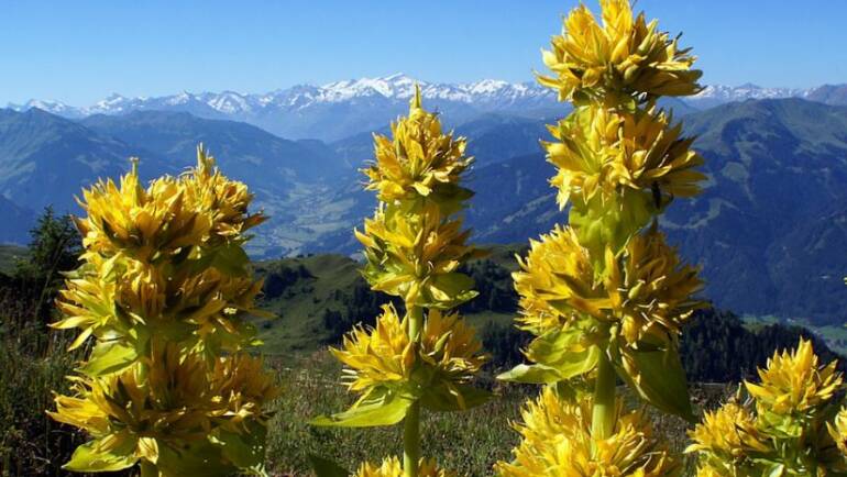 Genziana velenosa: vero o falso?